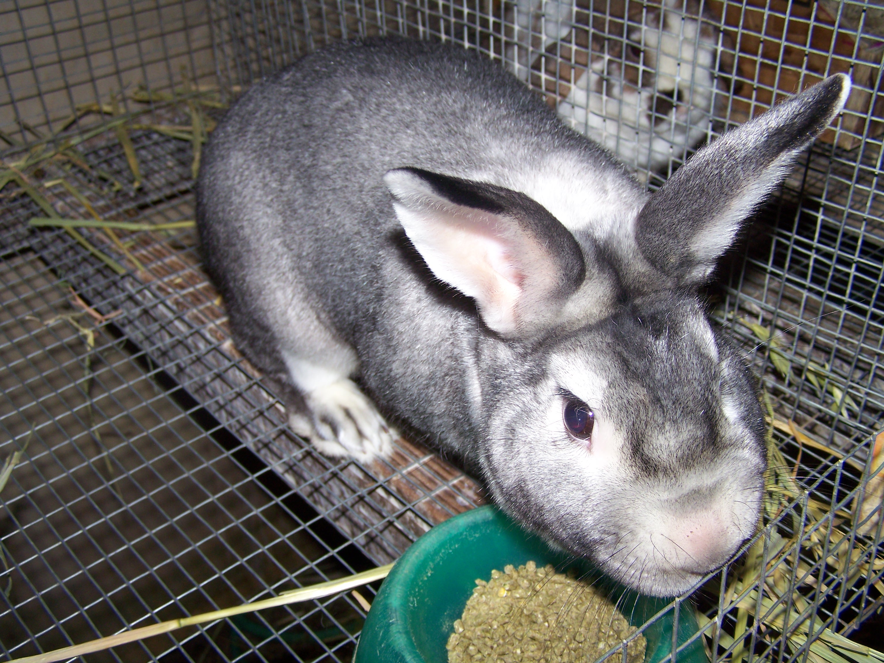 Other Rabbits